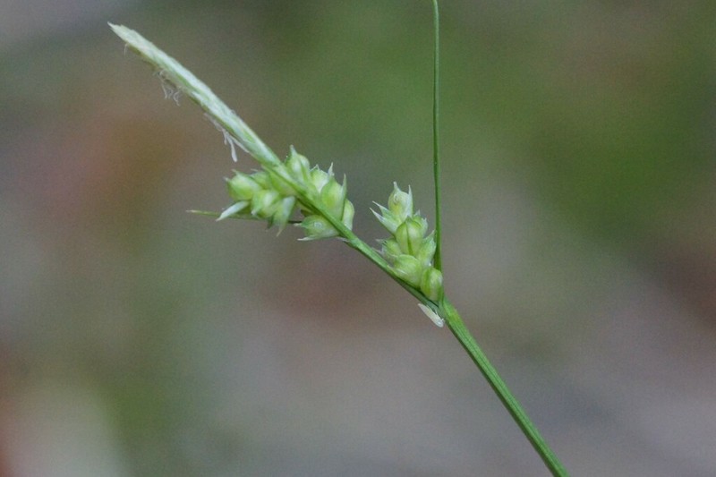 Huachuca Mountain Sedge photo 4