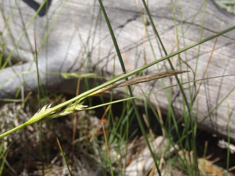 Huachuca Mountain Sedge photo 6