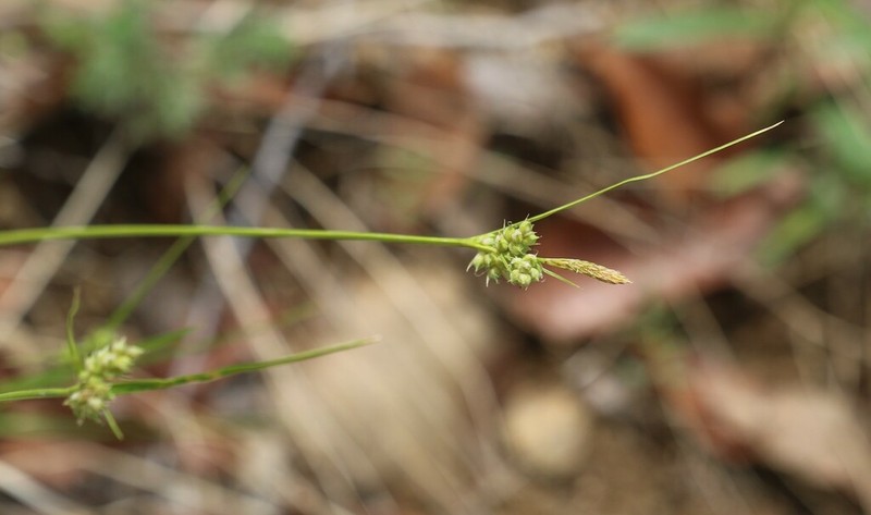 Huachuca Mountain Sedge photo 7