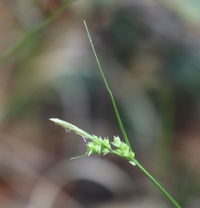 Turban Sedge photo 5