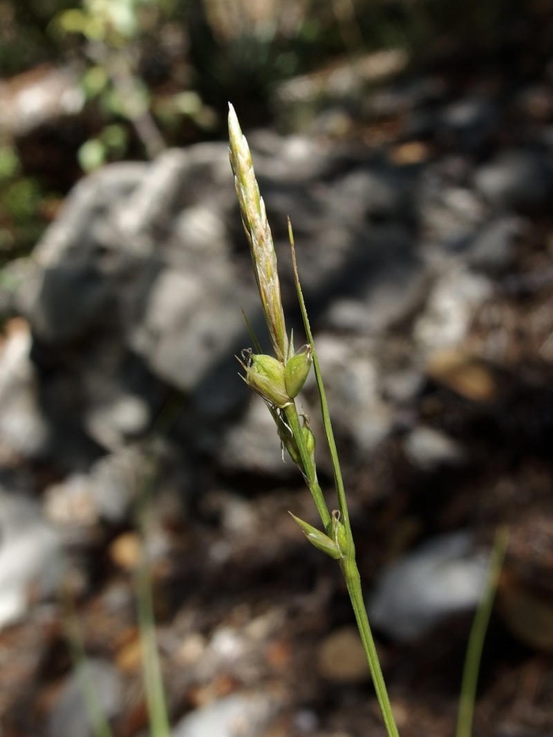 Turban Sedge photo 8