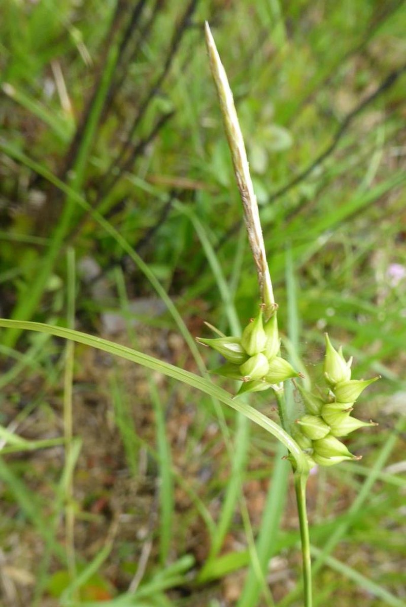 Pine Barren Sedge