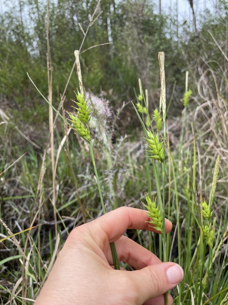 Pine Barren Sedge photo 2