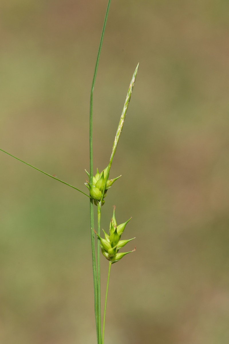 Pine Barren Sedge photo 3