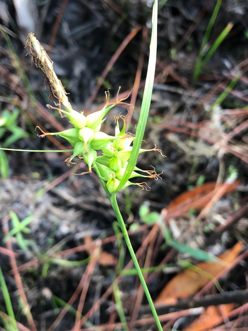 Pine Barren Sedge photo 4