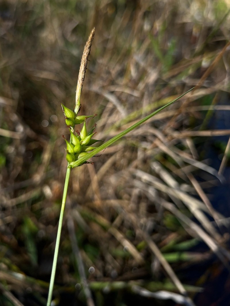 Pine Barren Sedge photo 5