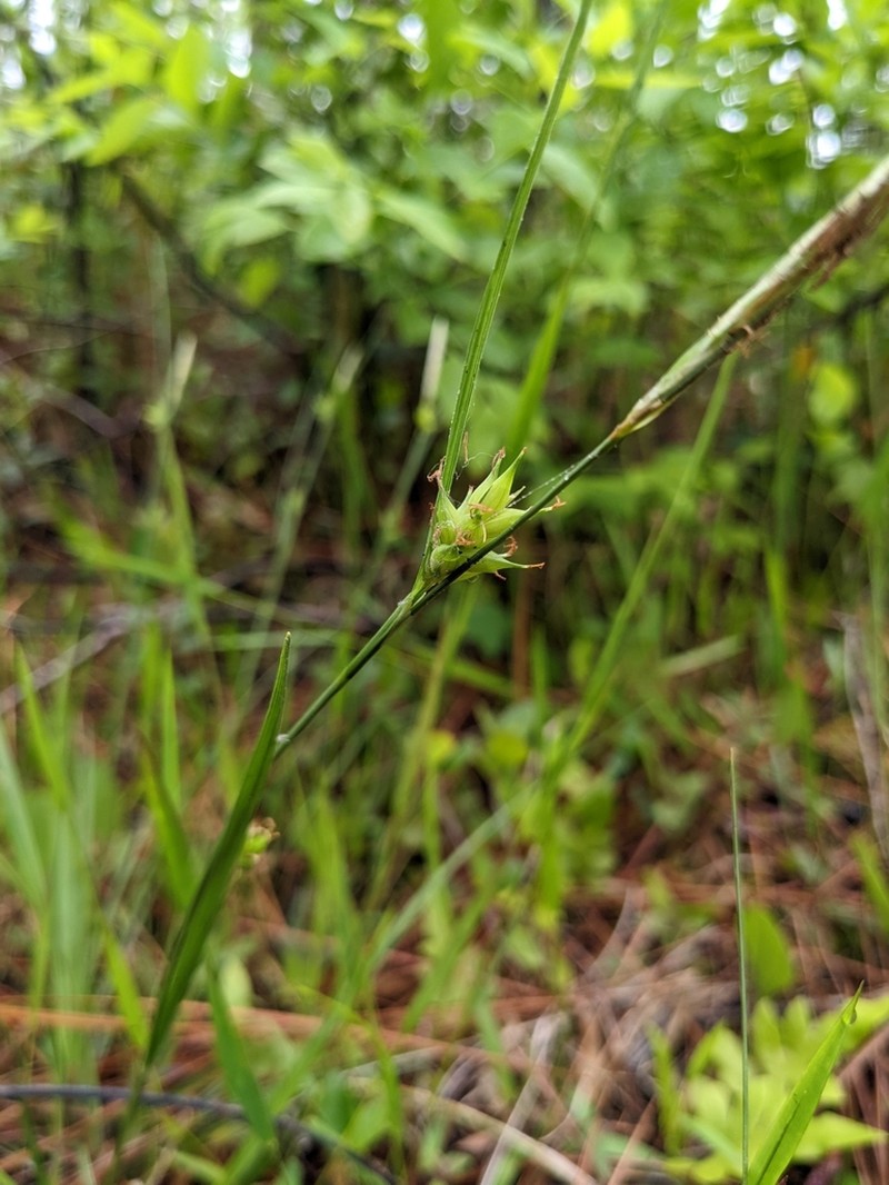 Pine Barren Sedge photo 6