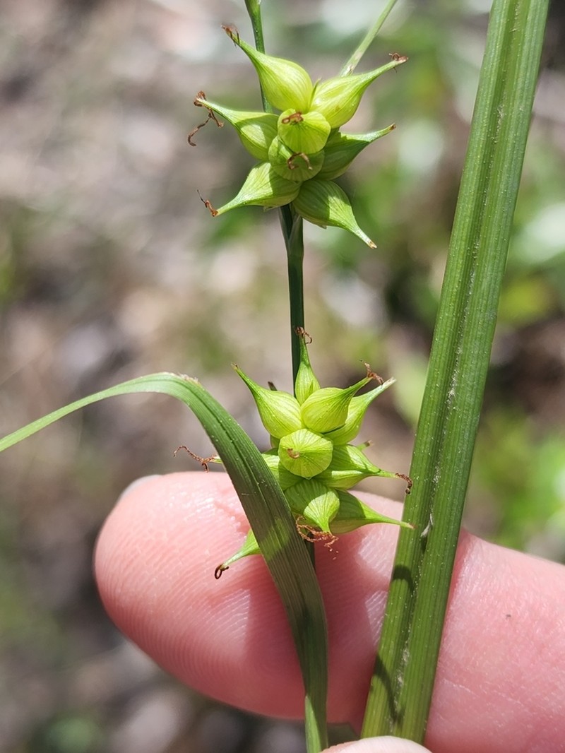 Pine Barren Sedge photo 7