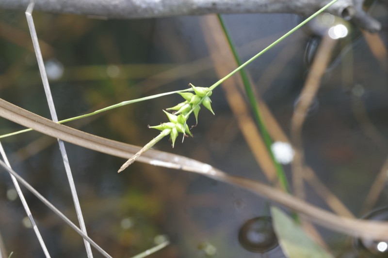 Pine Barren Sedge photo 8