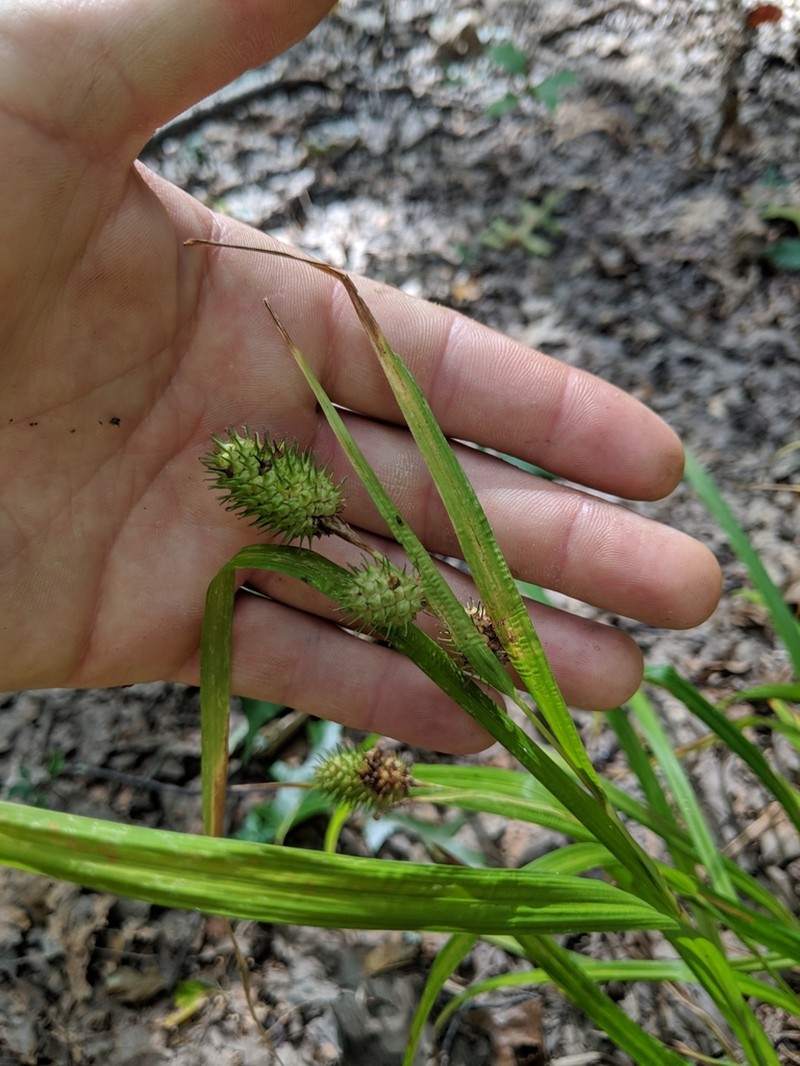 Cattail Sedge