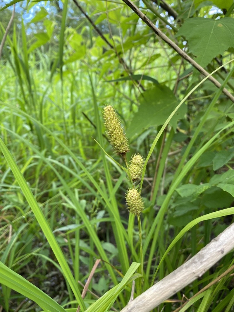 Cattail Sedge photo 2