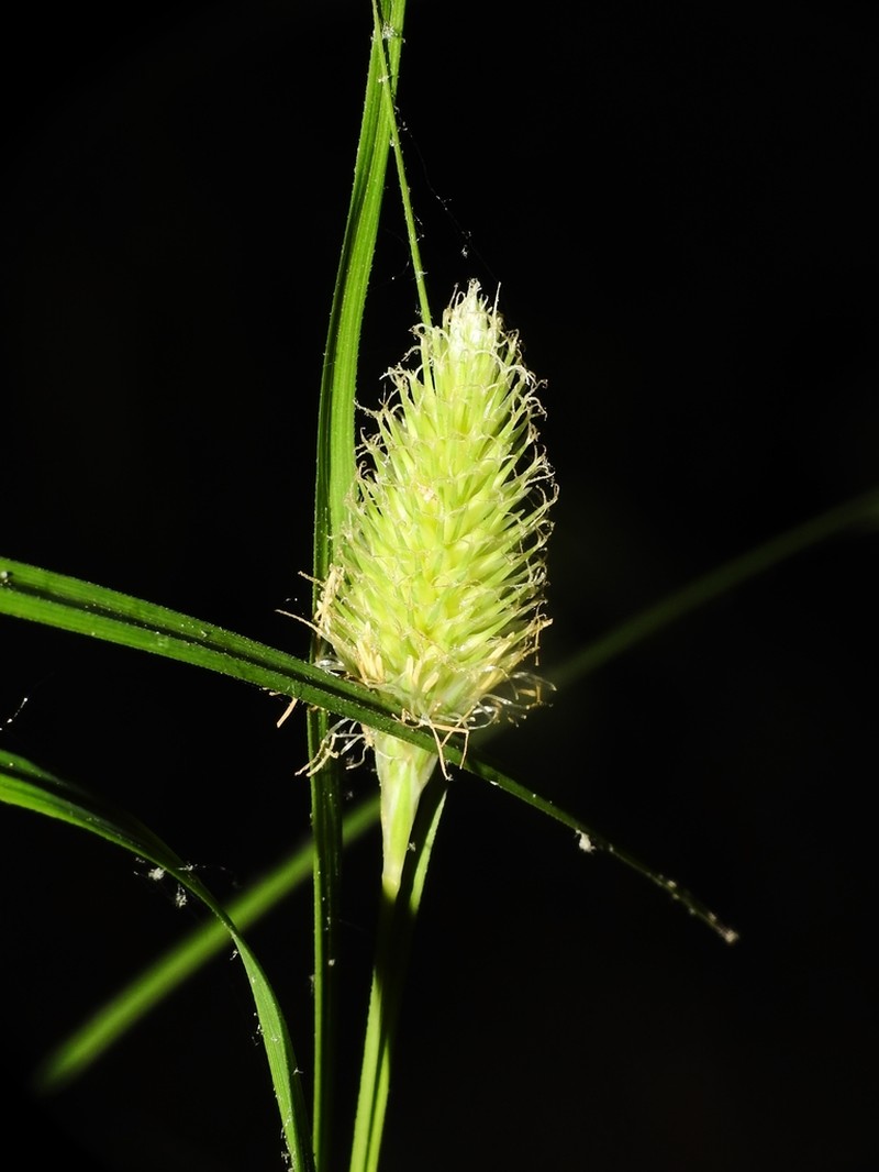 Cattail Sedge photo 3