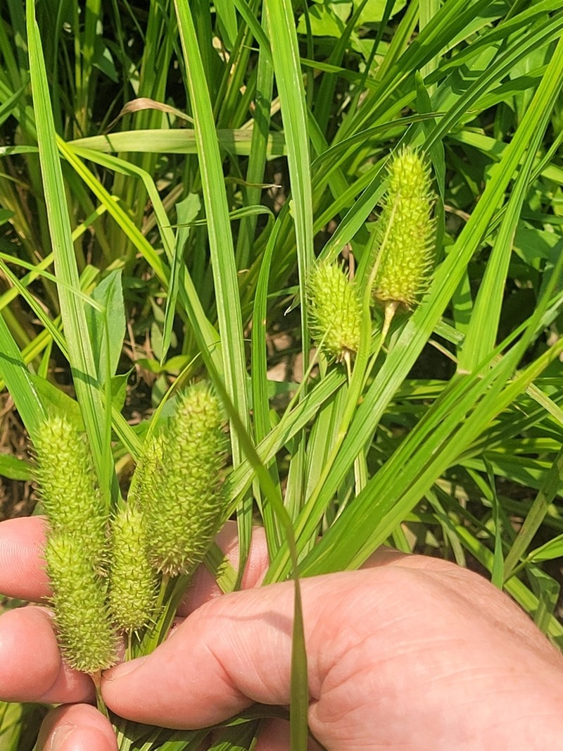 Cattail Sedge photo 4