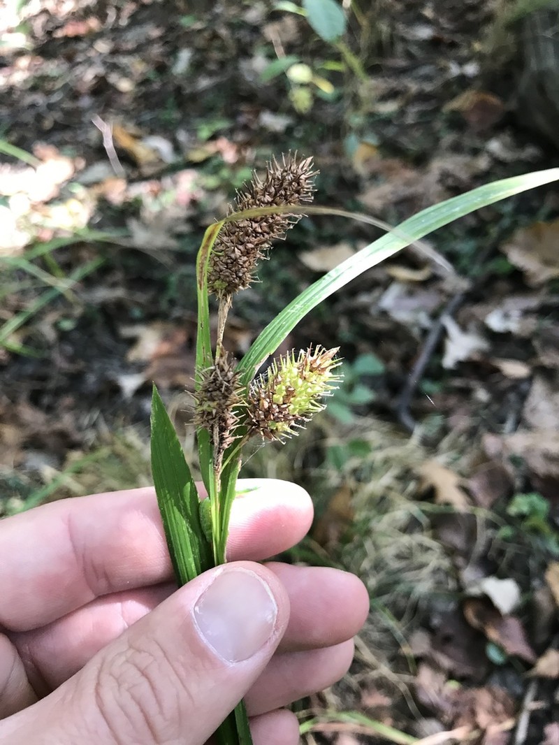 Cattail Sedge photo 5