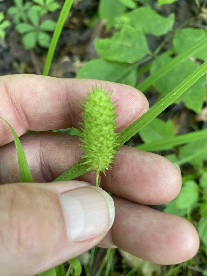 Cattail Sedge photo 6