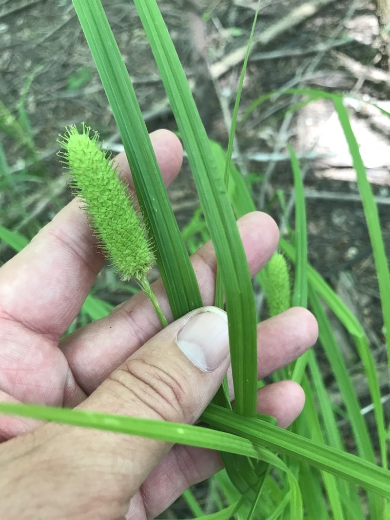 Cattail Sedge photo 7