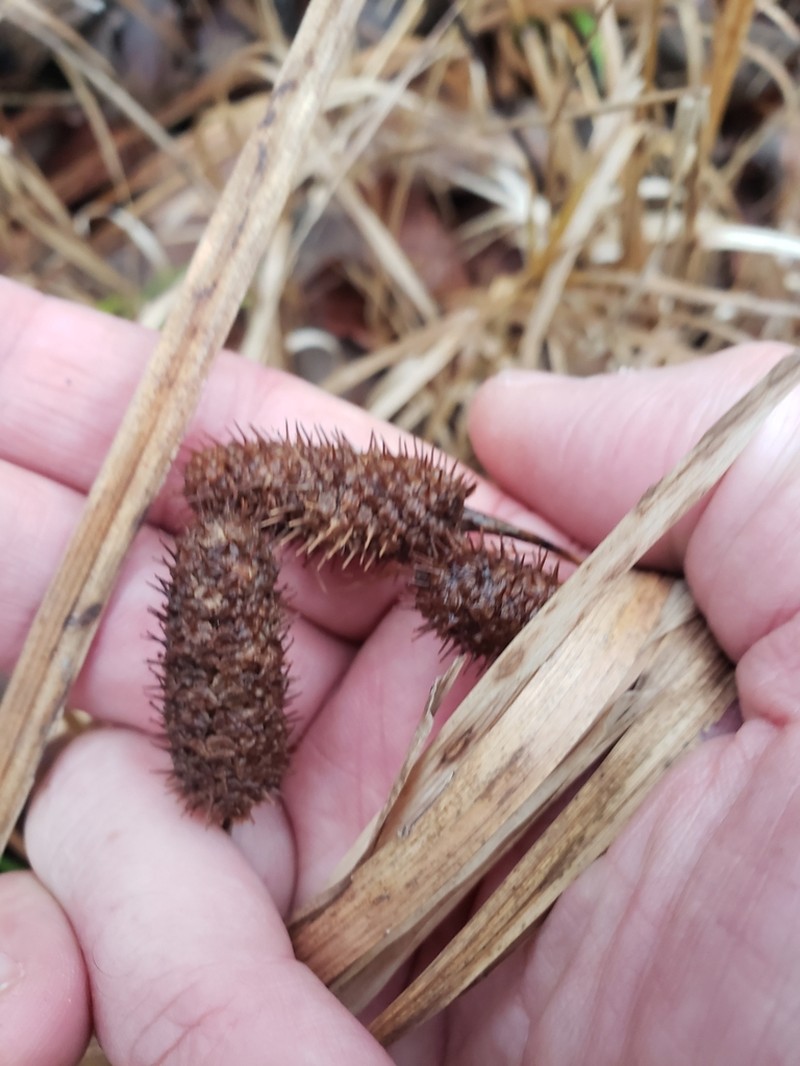 Cattail Sedge photo 8