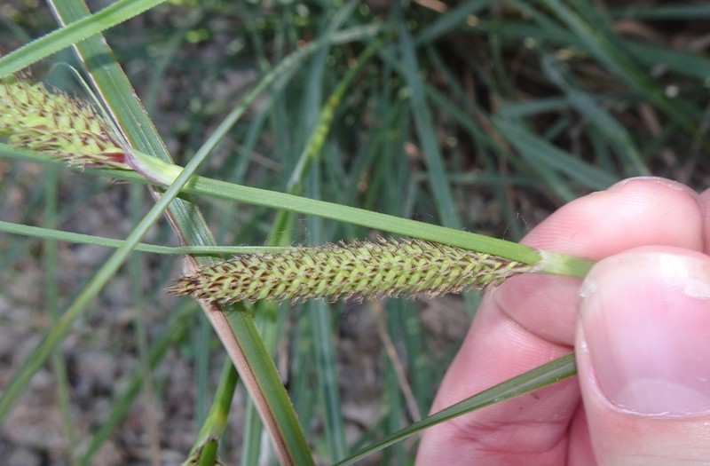 Cochise Sedge
