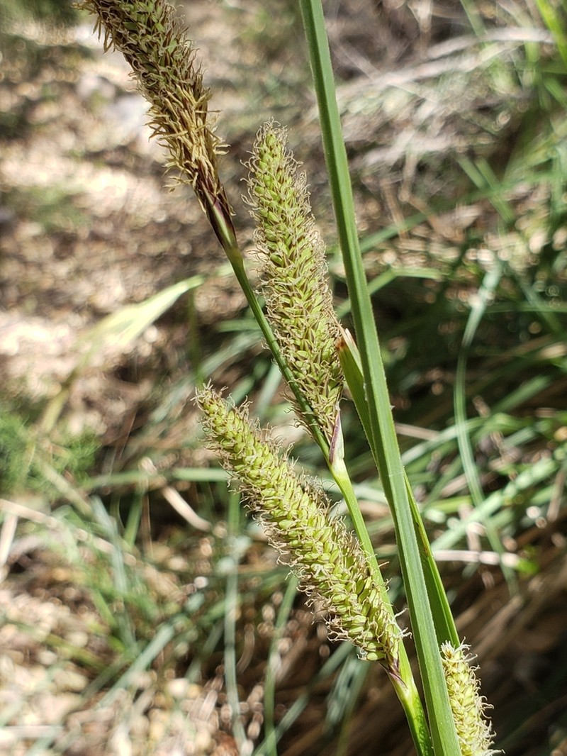 Cochise Sedge photo 2