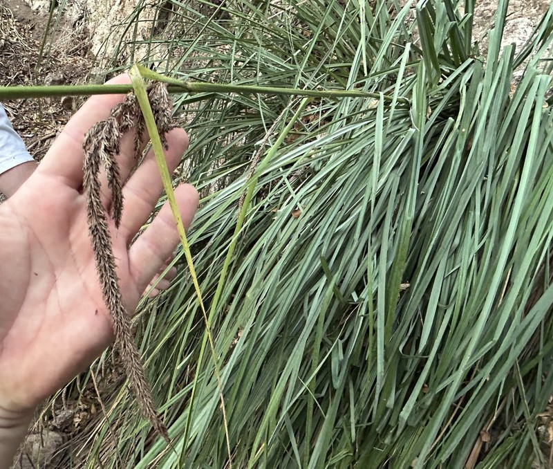 Cochise Sedge photo 3