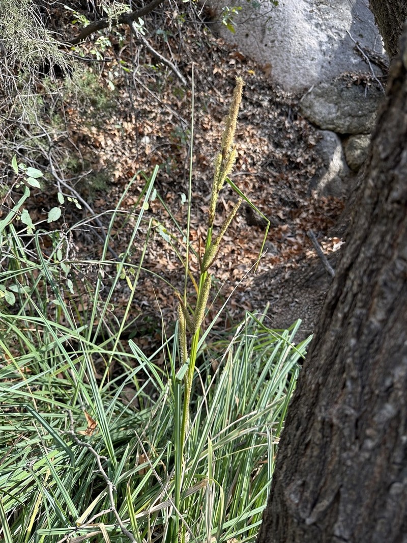 Cochise Sedge photo 4