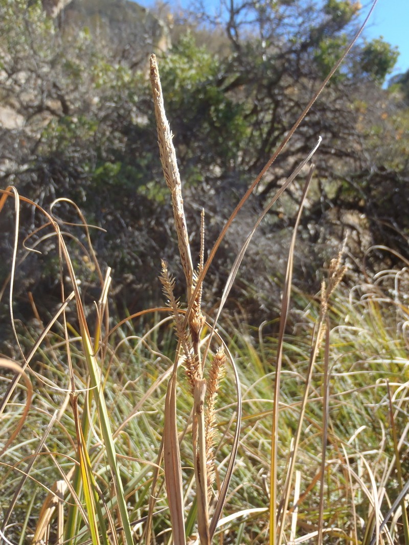 Cochise Sedge photo 5