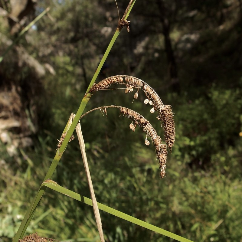 Cochise Sedge photo 6