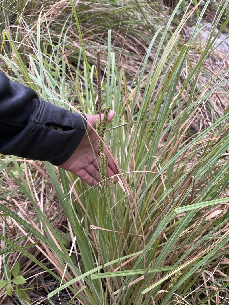 Cochise Sedge photo 7