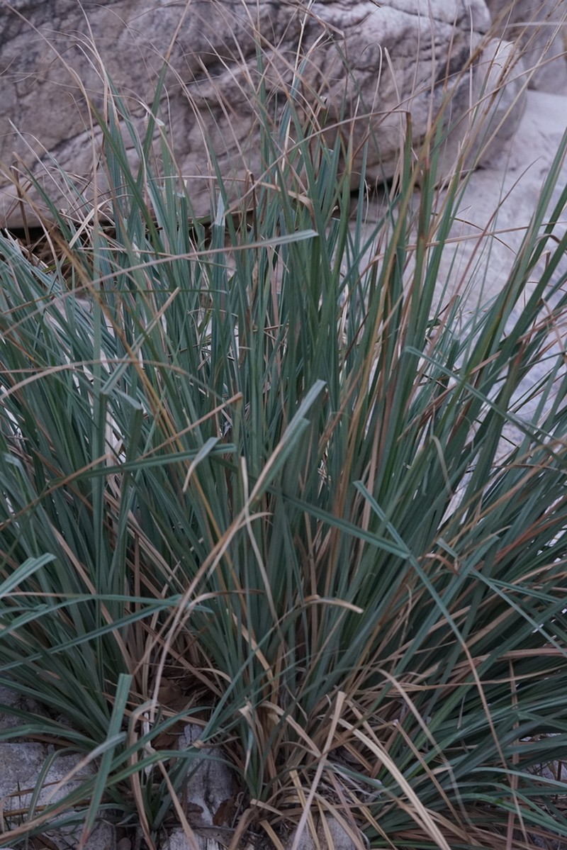 Cochise Sedge photo 8
