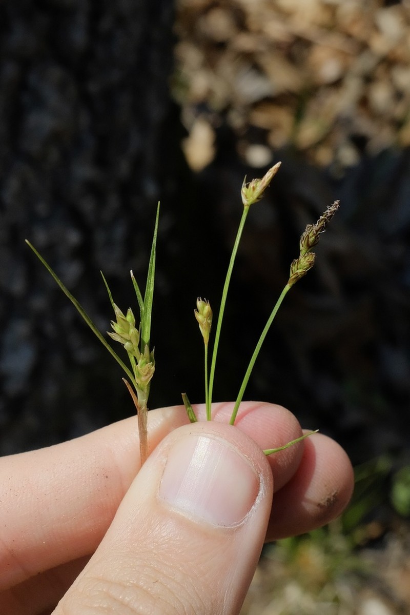 Parasol Sedge