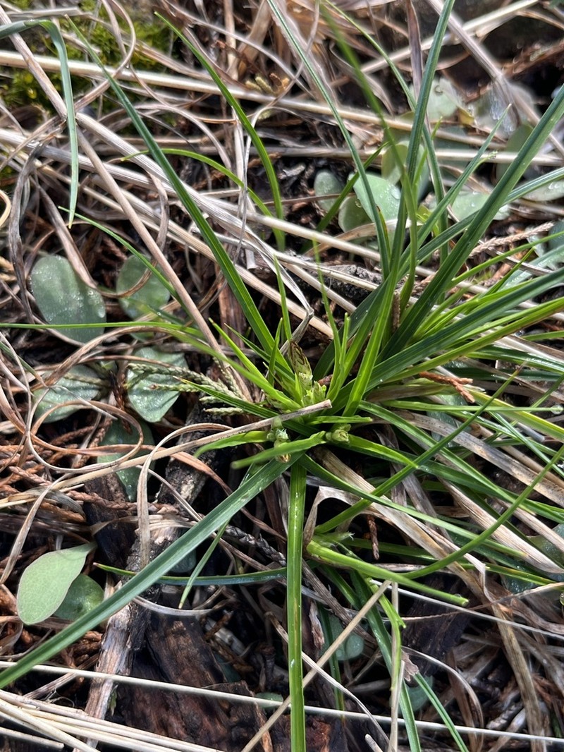 Parasol Sedge photo 2