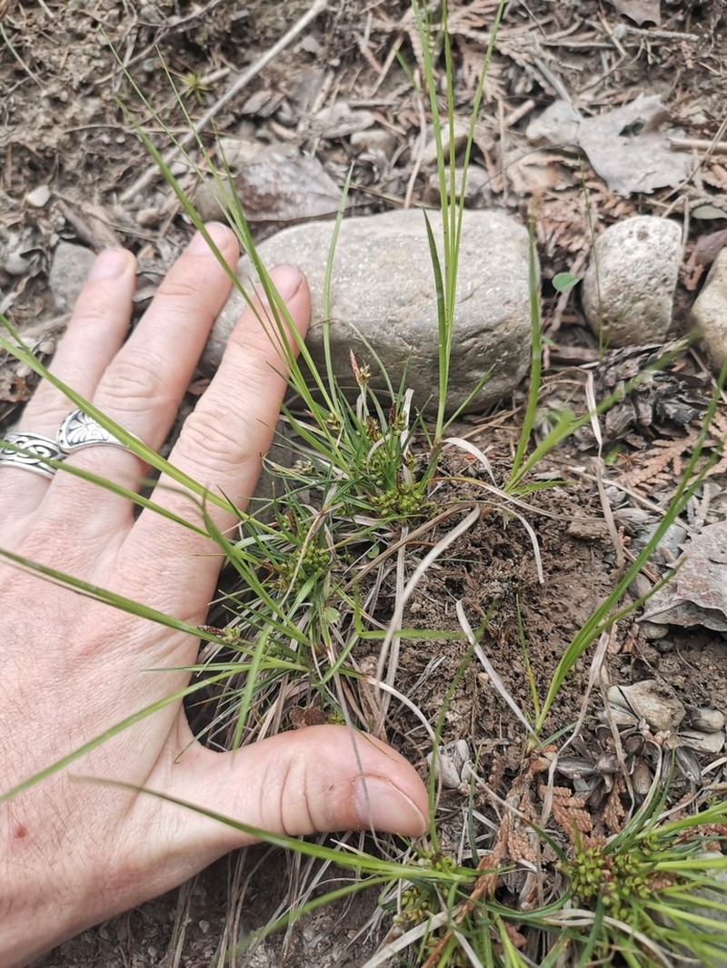 Parasol Sedge photo 3
