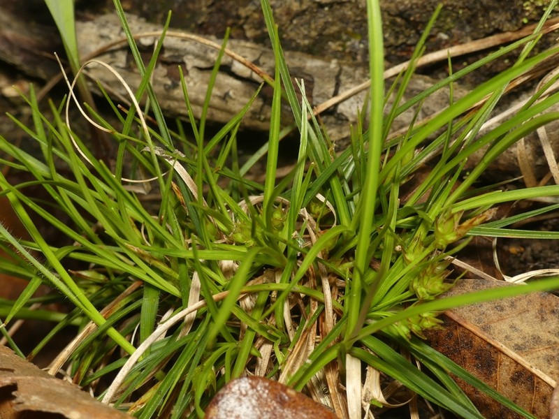 Parasol Sedge photo 4