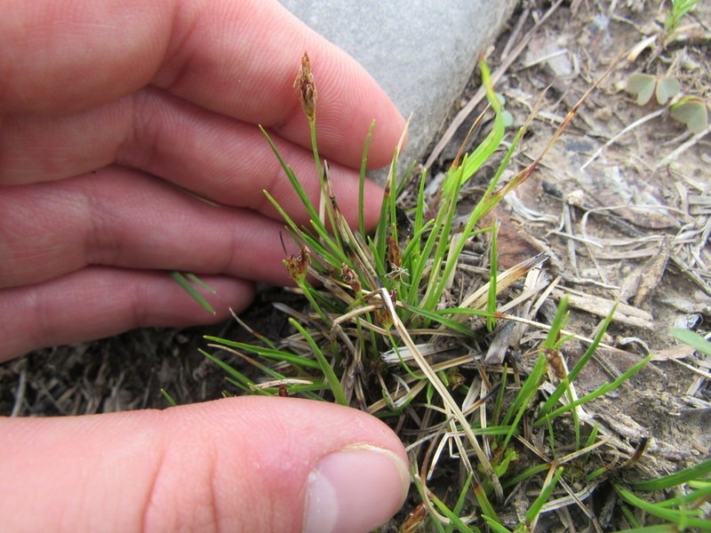 Parasol Sedge photo 5
