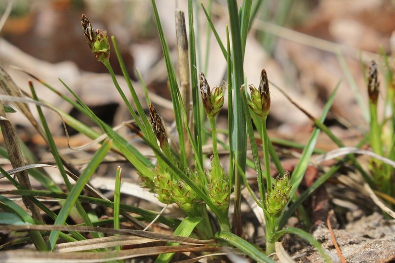 Parasol Sedge photo 6