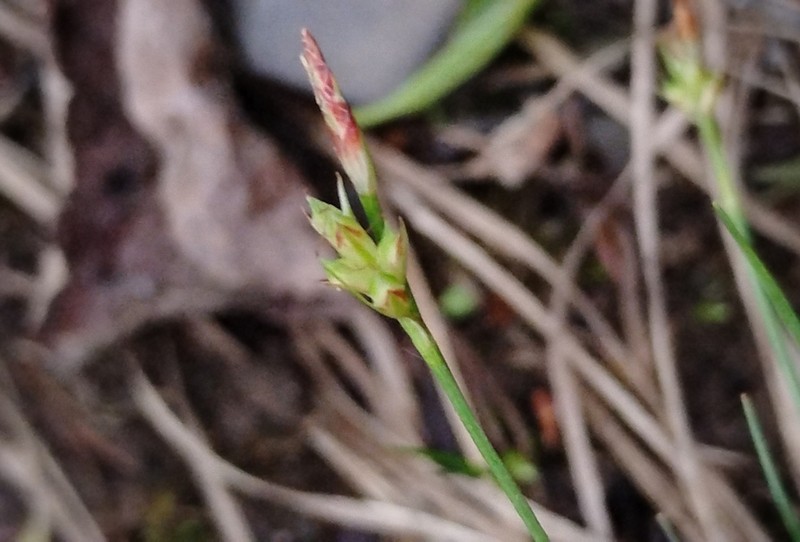 Parasol Sedge photo 7