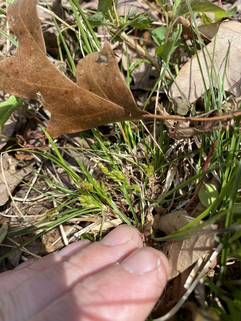 Parasol Sedge photo 8