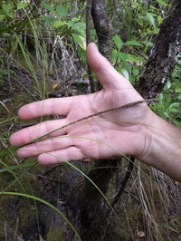 Hawai'I Birdcatching Sedge