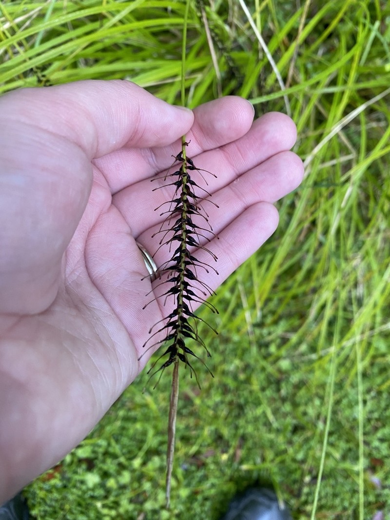 Hawai'I Birdcatching Sedge photo 2