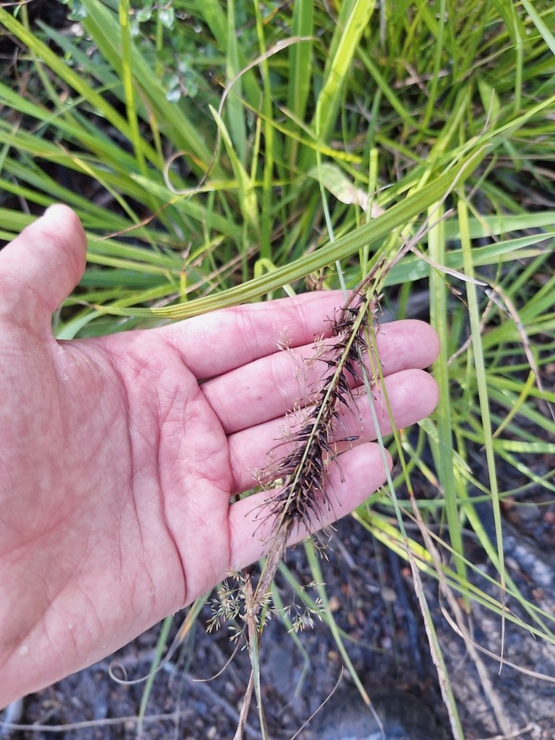 Hawai'I Birdcatching Sedge photo 3