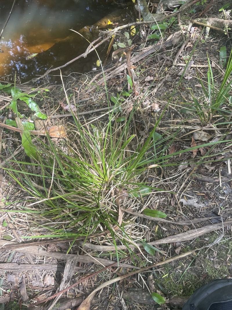 Hawai'I Birdcatching Sedge photo 4