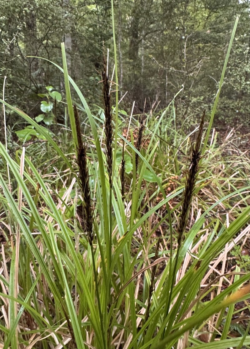 Hawai'I Birdcatching Sedge photo 5