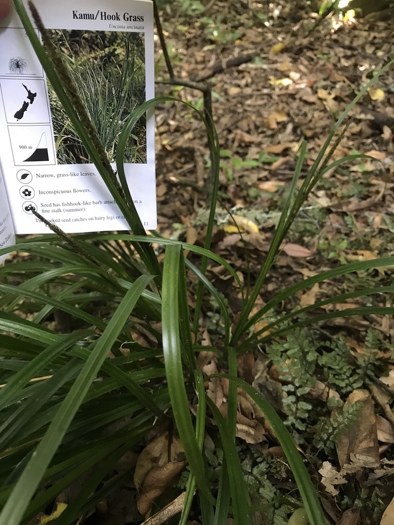 Hawai'I Birdcatching Sedge photo 6
