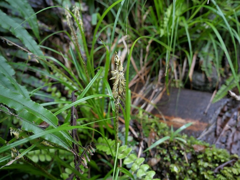 Hawai'I Birdcatching Sedge photo 7