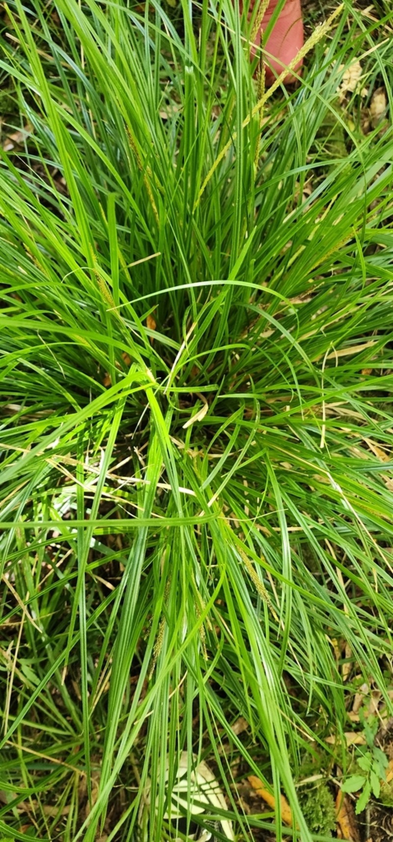 Hawai'I Birdcatching Sedge photo 8