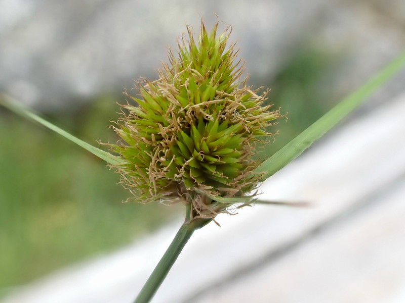 Lateral Sedge