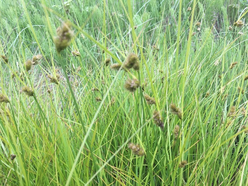 Lateral Sedge photo 2