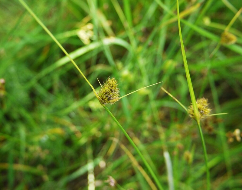 Lateral Sedge photo 3