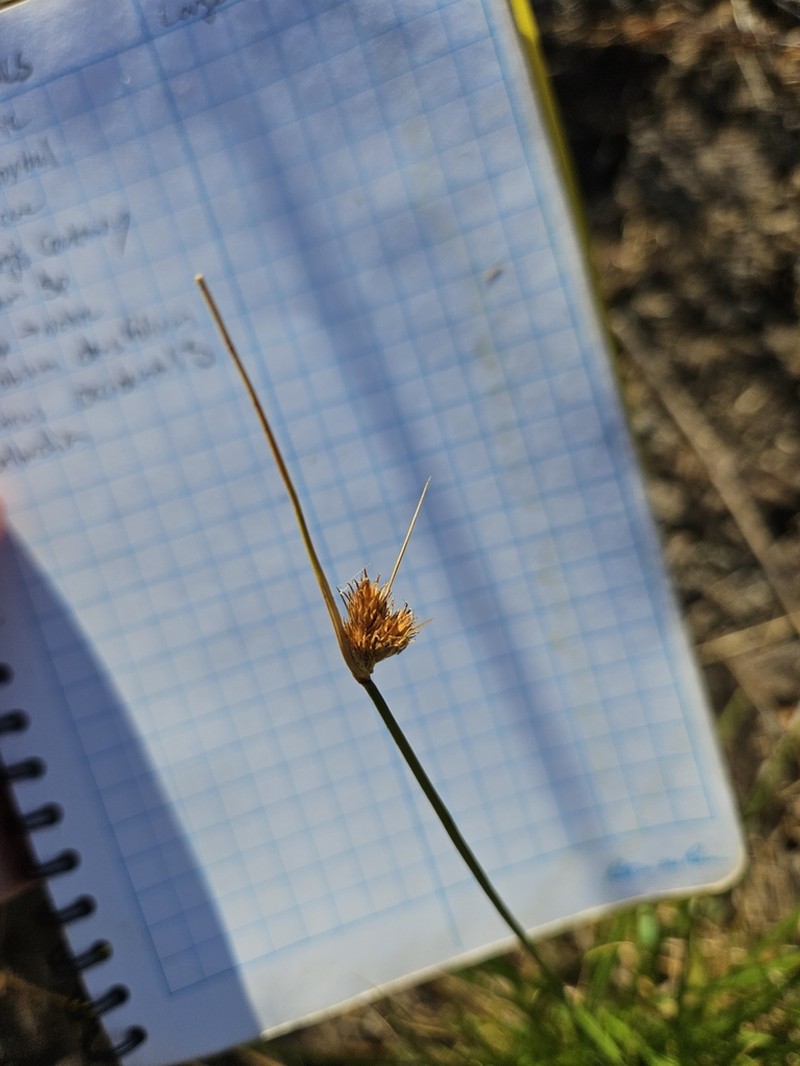 Lateral Sedge photo 4