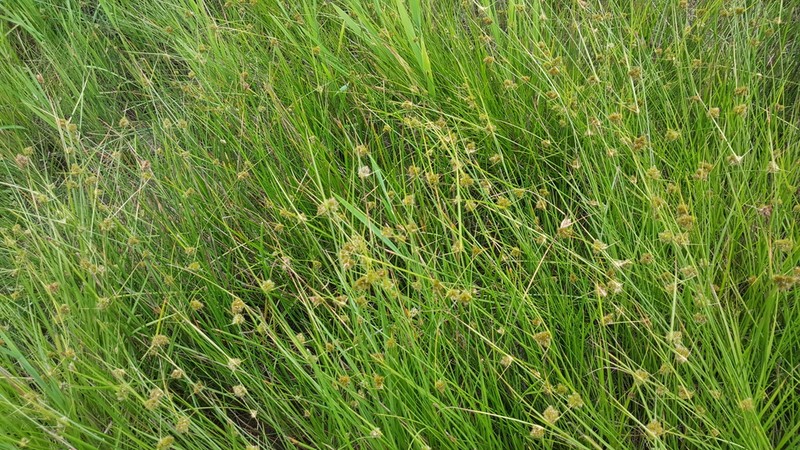 Lateral Sedge photo 5